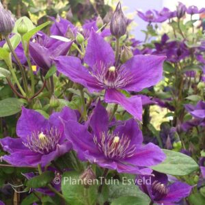 Clematis 'Zomoa' (MON AMOUR)