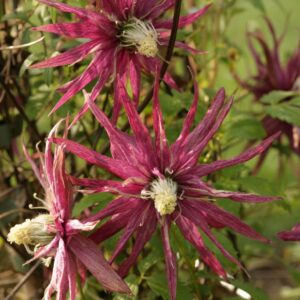 Clematis 'Zooct' (OCTOPUS)