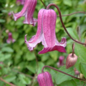 Clematis 'Zoqum' (QUEEN MOTHER)