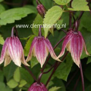 Clematis 'Zorero' (I AM RED ROBIN)