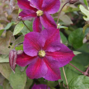 Clematis 'Zostapa' (STAR OF PAKISTAN)