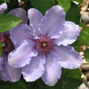 Clematis 'Zostiwa' (STILL WATERS)