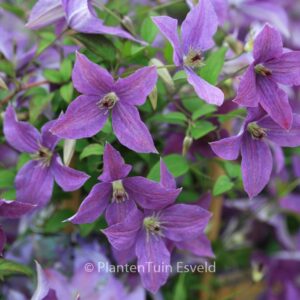 Clematis 'Zosusk' (SUNNY SKY)
