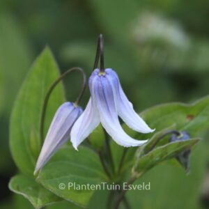 Clematis 'Zotwi' (TWINKLE)