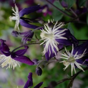 Clematis aromatica
