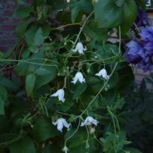 Clematis campaniflora