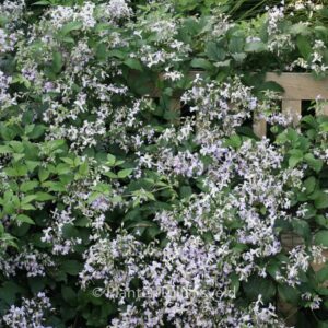 Clematis heracleifolia