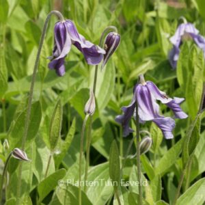 Clematis integrifolia
