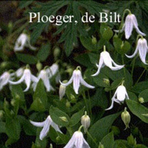 Clematis integrifolia 'Alba'