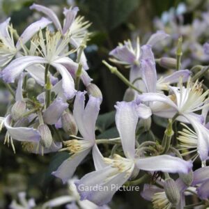 Clematis jouiniana 'Praecox'