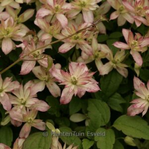 Clematis montana 'Marjorie'