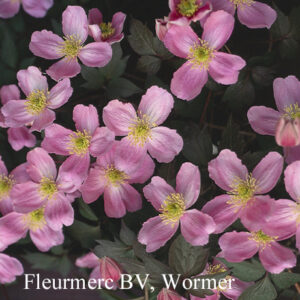 Clematis montana 'Tetrarose'