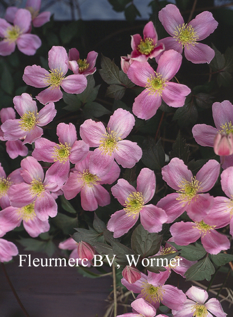 Clematis montana 'Tetrarose'