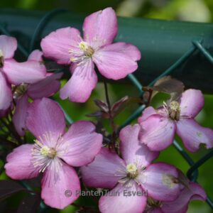 Clematis montana 'Van Gogh'