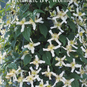 Clematis montana var. wilsonii