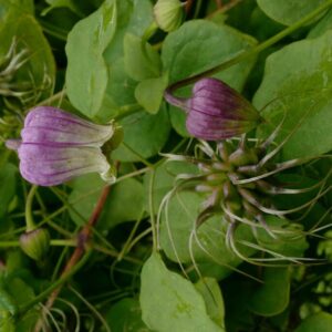 Clematis pitcheri