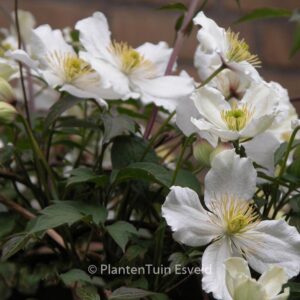 Clematis spooneri