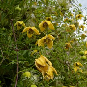 Clematis tibetana tangutica