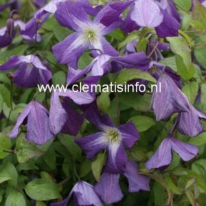 Clematis viticella 'Little Bas'