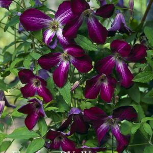 Clematis viticella 'Walenburg'