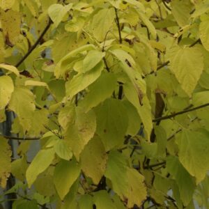 Clerodendrum trichotomum 'Shiro'