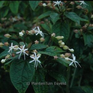 Clerodendrum trichotomum fargesii