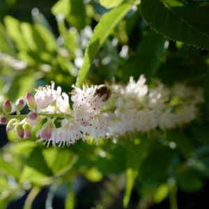 Clethra 'Hokie Pink'