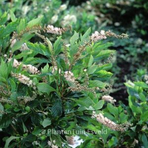 Clethra alnifolia 'Fern Valley Pink'
