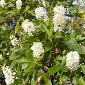 Clethra alnifolia 'Hummingbird'