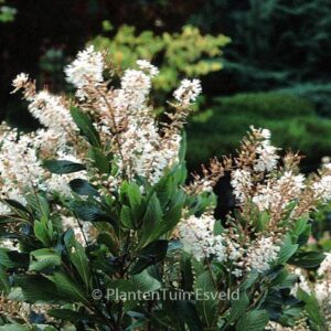 Clethra alnifolia 'Paniculata'