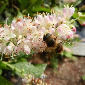 Clethra alnifolia 'Pink Spire'