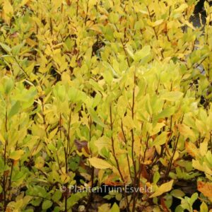 Clethra alnifolia 'Ruby Spice'