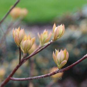 Clethra barbinervis 'Minbarb' (GREAT STAR)