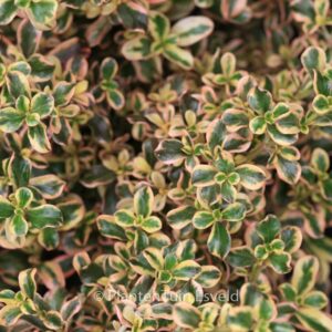 Coprosma 'Rainbow Surprise'