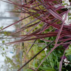 Cordyline australis 'Southern Splendour'