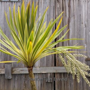 Cordyline australis 'Torbay Dazzler'