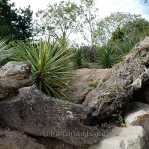 Cordyline indivisa 'Peko'