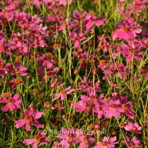 Coreopsis 'Limerock Passion'