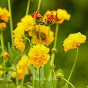 Coreopsis grandiflora 'Early Sunrise'