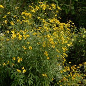 Coreopsis tripteris