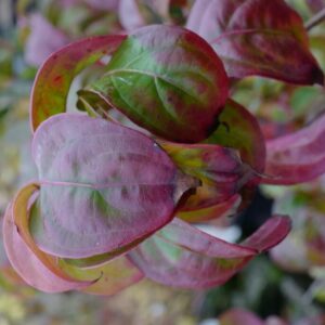 Cornus 'Blooming Merry Tetra'