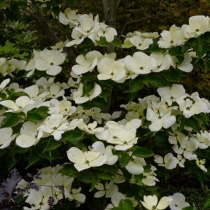 Cornus 'KN-30-8' (VENUS)