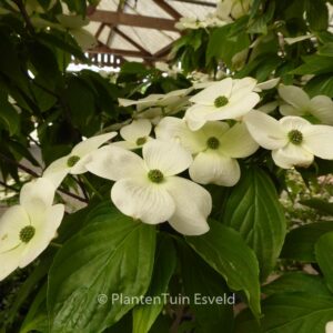 Cornus 'Rutcan' (CONSTELLATION)