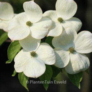 Cornus 'Rutdan' (CELESTIAL / GALAXY)