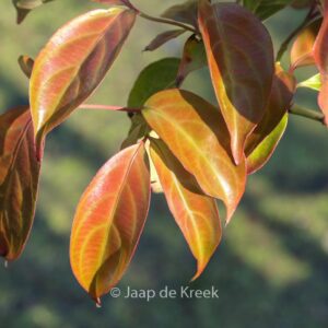 Cornus 'Summer Glossy'