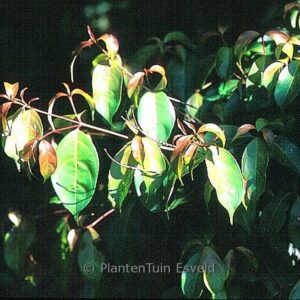 Cornus 'Summer Passion'