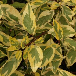 Cornus alba 'Gouchaultii'