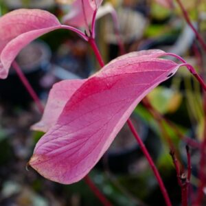 Cornus alba 'Minbat' (BATON ROUGE)