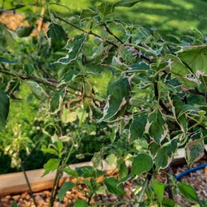 Cornus alternifolia 'Minspot' (PINKY SPOT)