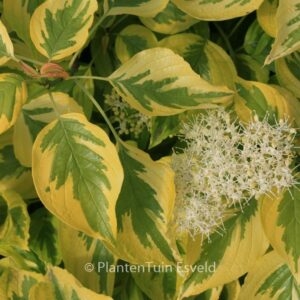 Cornus alternifolia 'W. Stackman' (GOLDEN SHADOWS)